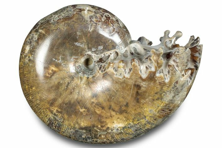 Polished Ammonite (Phylloceras) Fossil - Madagascar #283510